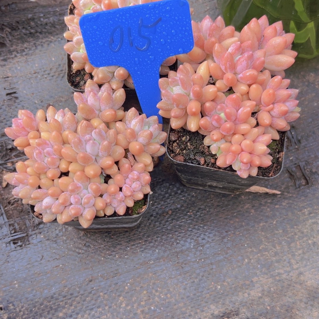 015号我还得回趟贵阳啊