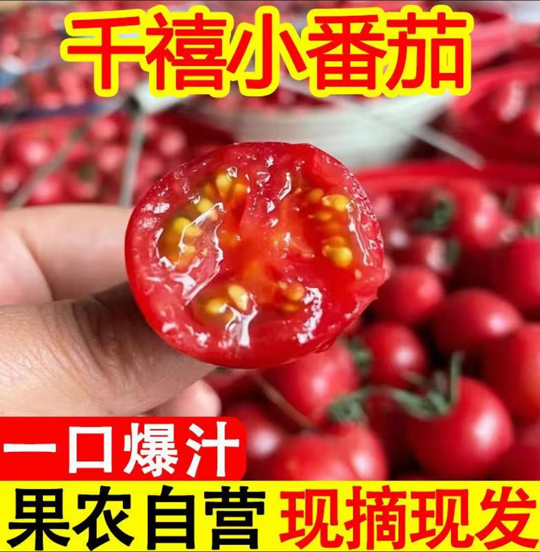 四川攀枝花千禧小番茄新鲜现摘高山圣女果