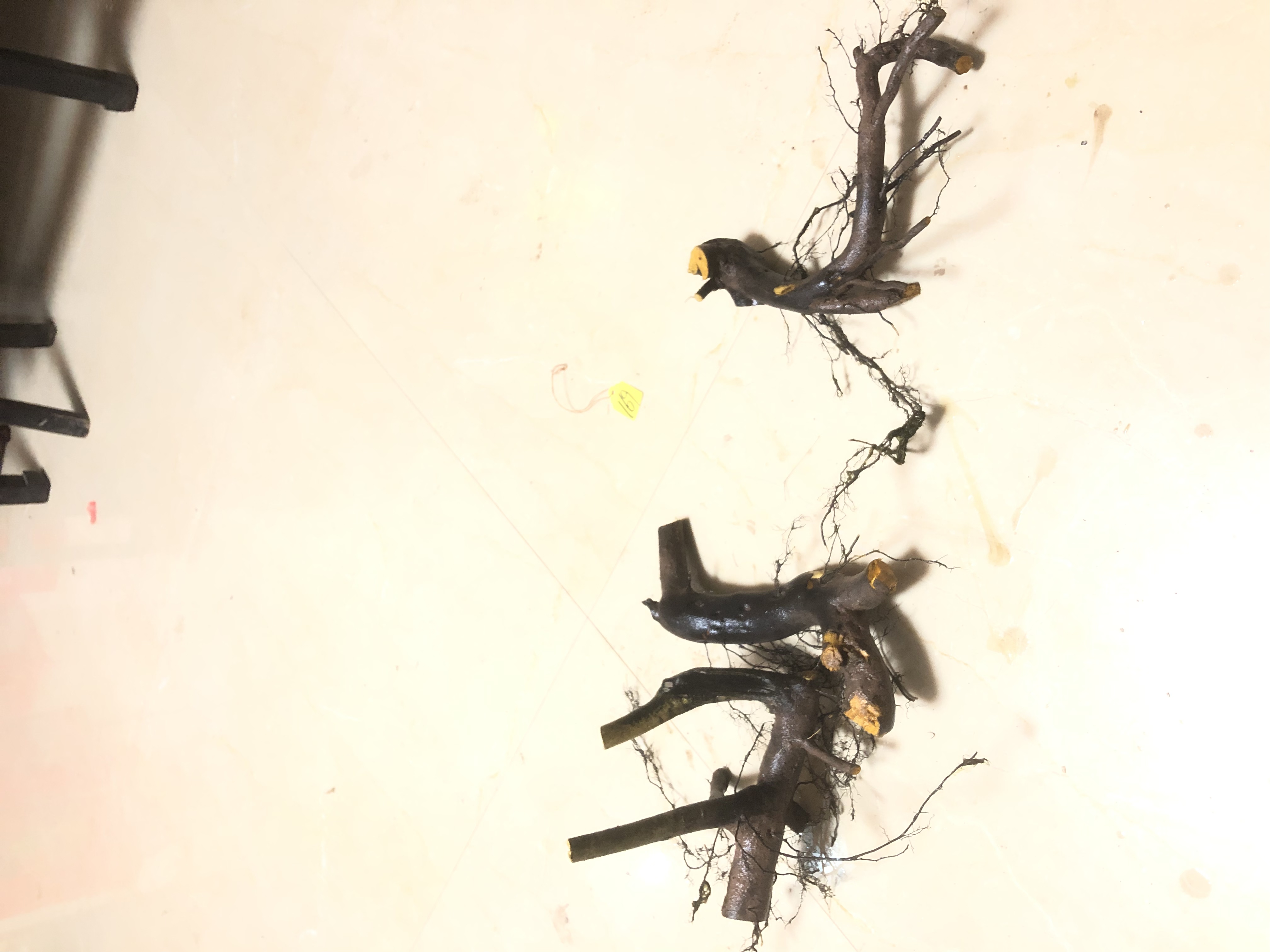 老鸦柿一物一拍下单链接，自助下单不发货