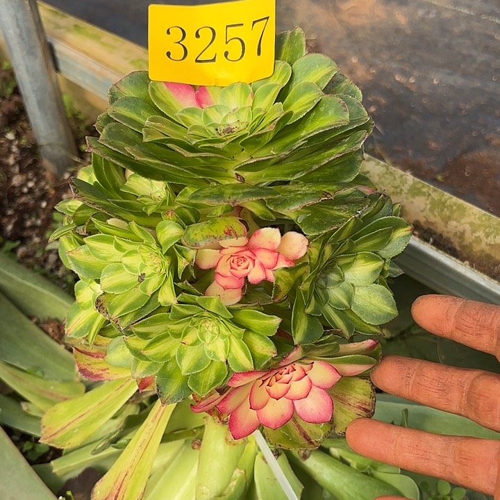 多肉植物知否3257