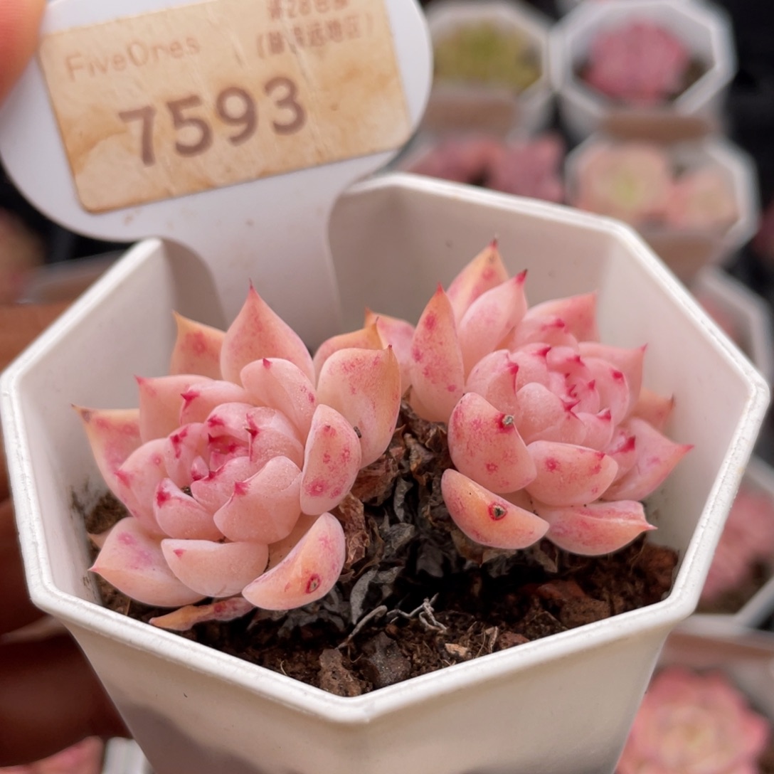 天鹅绒7593-6.0厘米