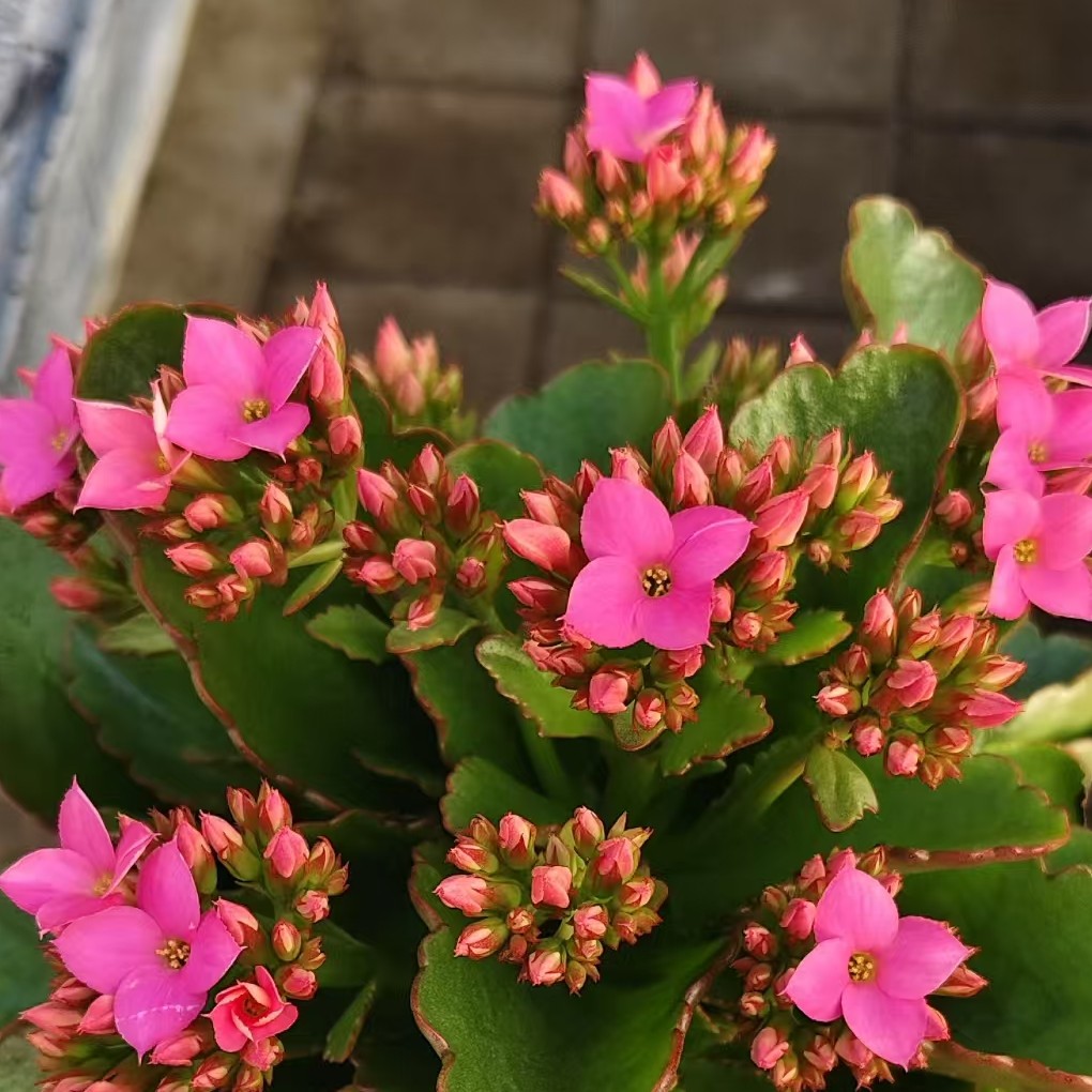 海棠春  单瓣带花苞昊景130口径盆