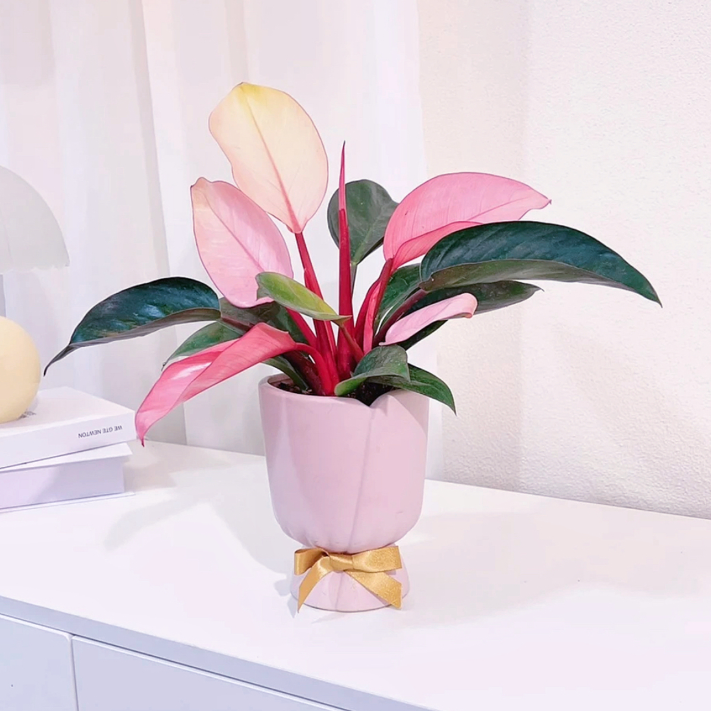 粉钻粉公主蔓绿绒精品稀有网红粉色室内散光阳台飘窗彩色叶子盆栽