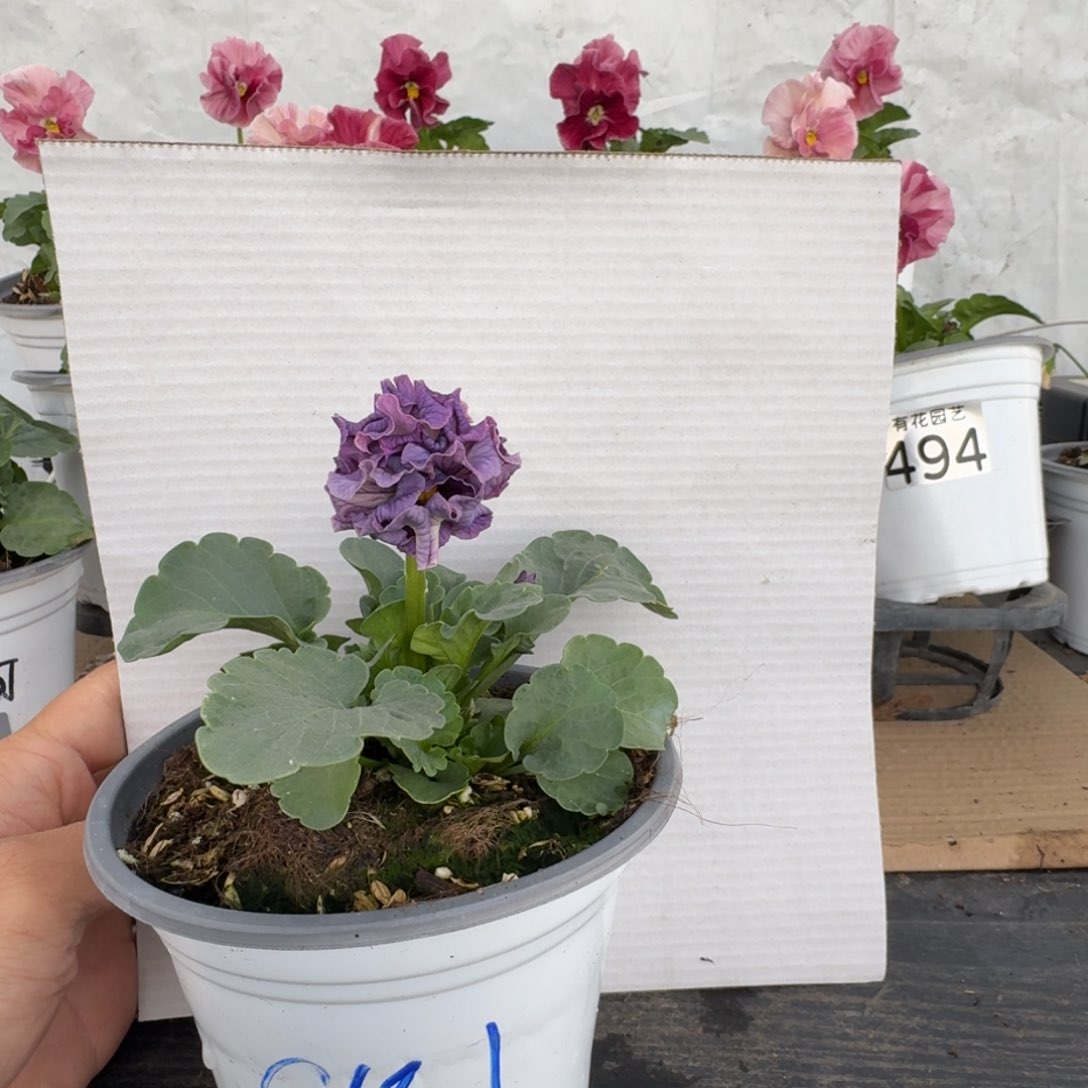 全部花朵297号角堇