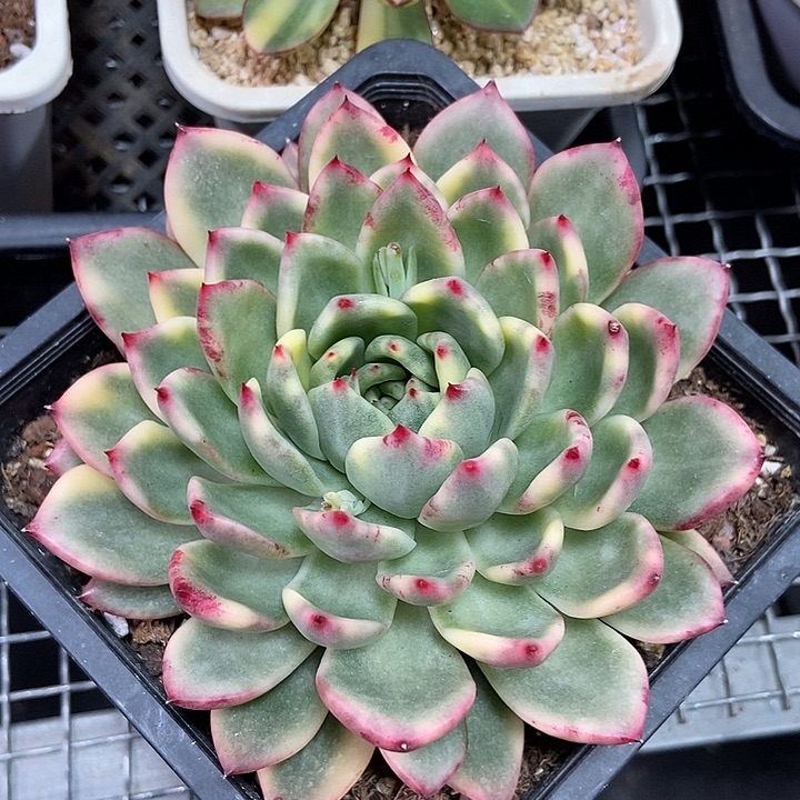 不知名东云血斑锦