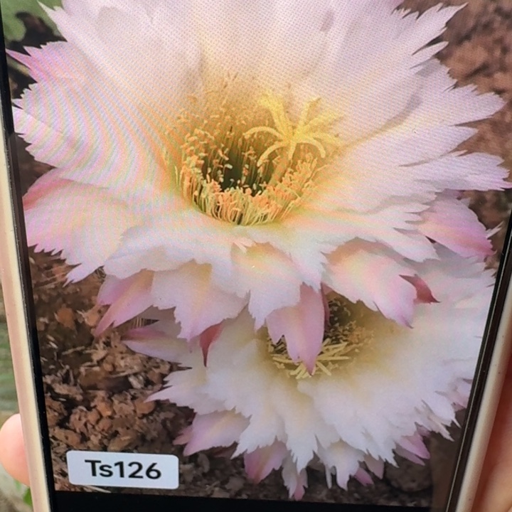 233毛ts126歪5公分左右无根侧牙，20包邮