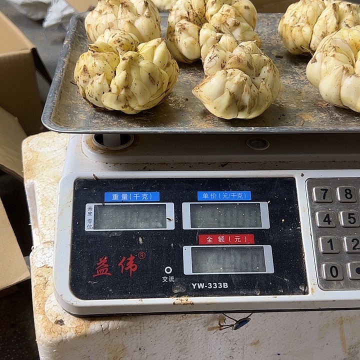 巧***儿中国大陆宜兴百合挖破百合