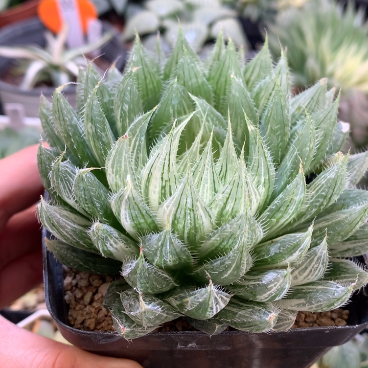 R***️实生原始种玉露锦，脱土发货