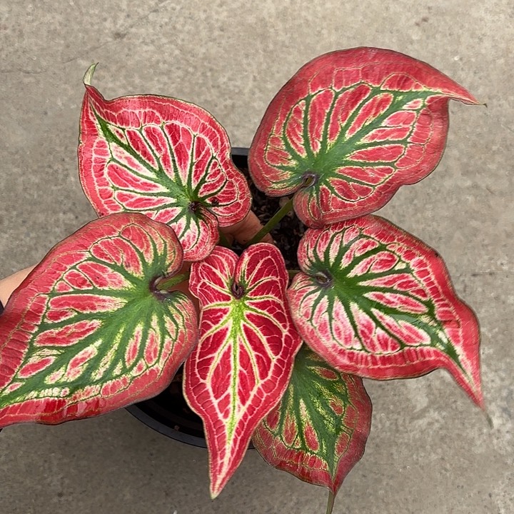 47-0225彩叶芋广东现货多肉