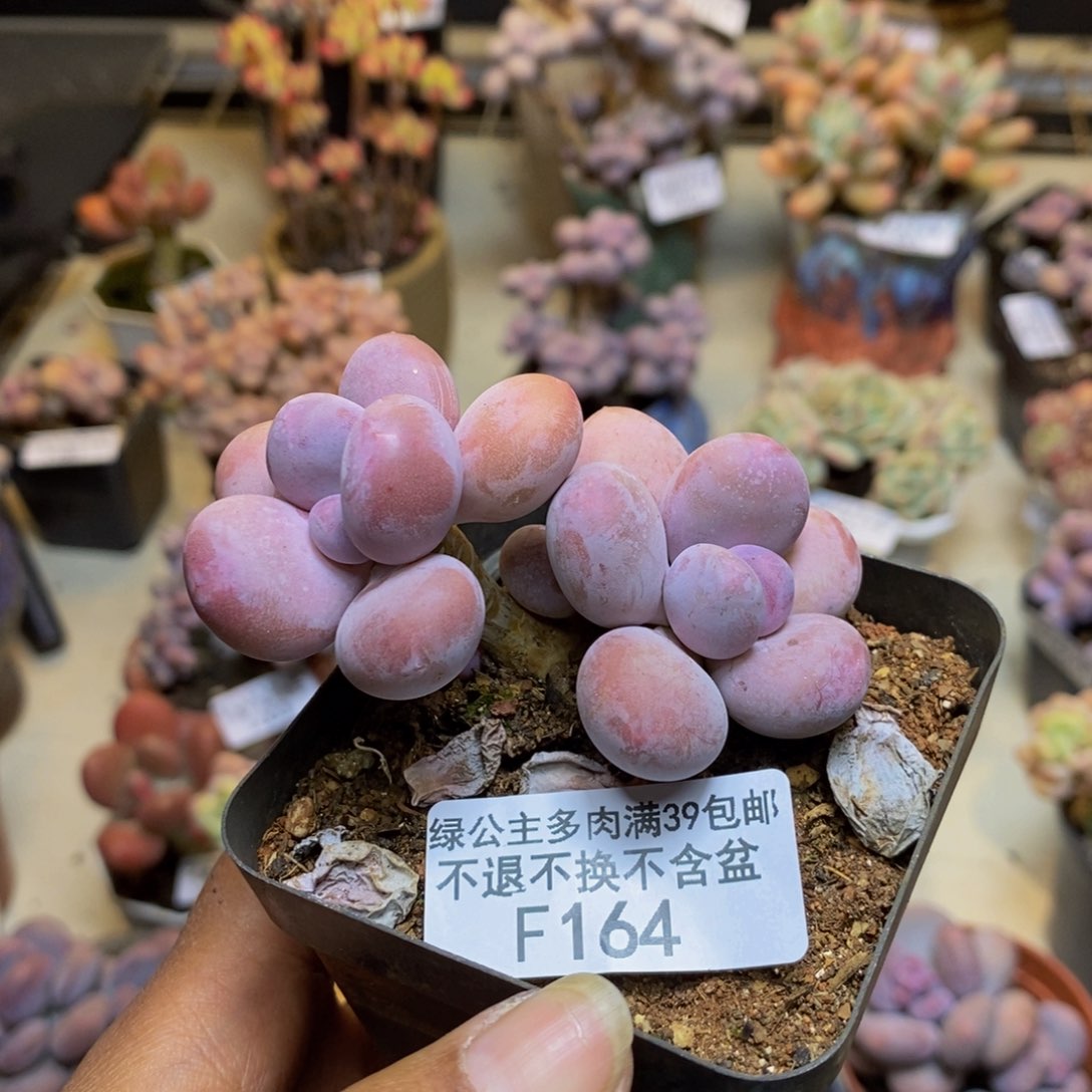 164蛋黄奶多肉6c m