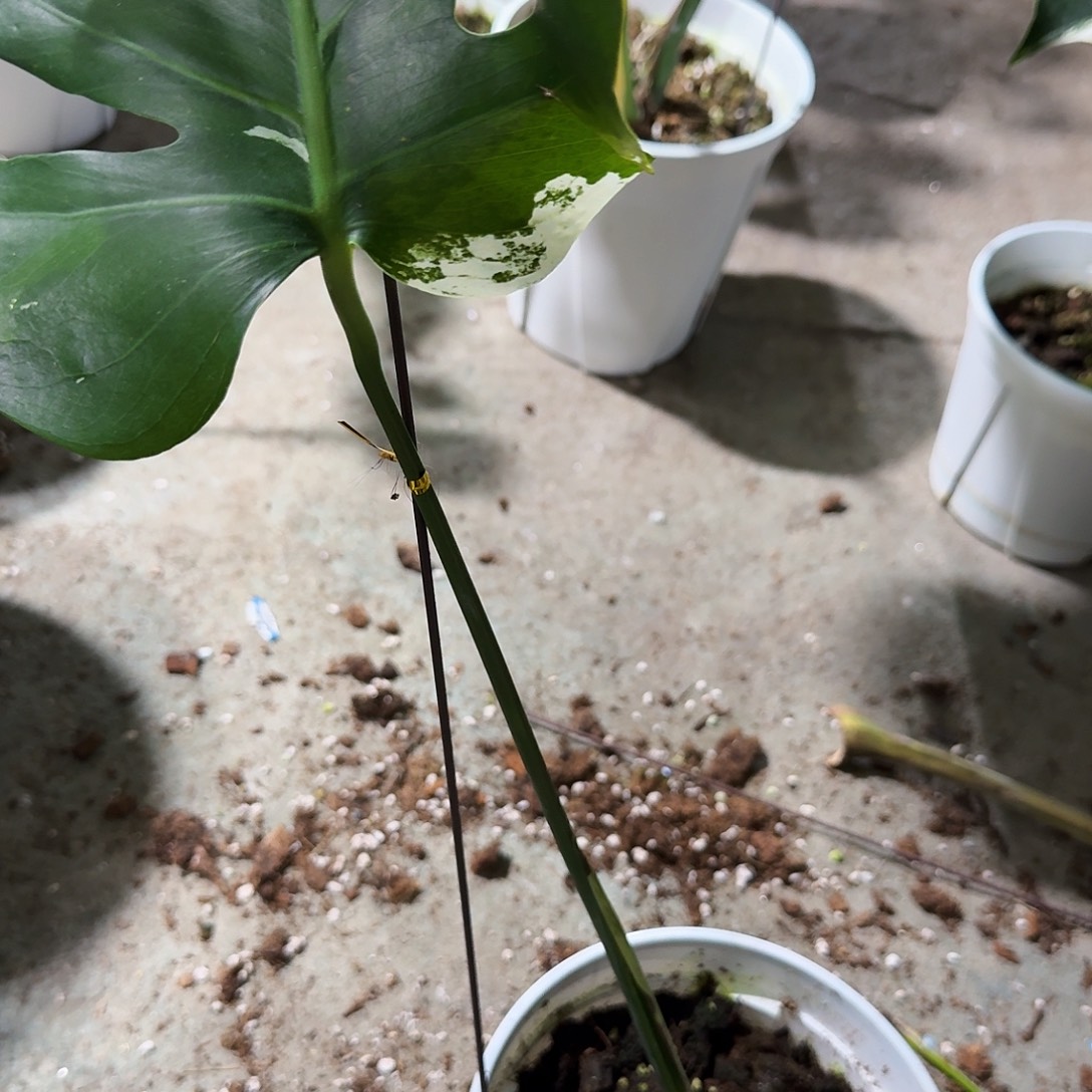 不***间无花朵龟背竹植物一物一拍