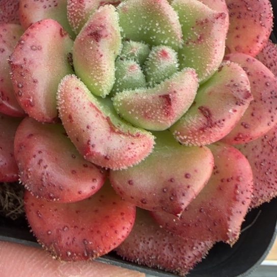 189卡罗尔一物一拍多肉