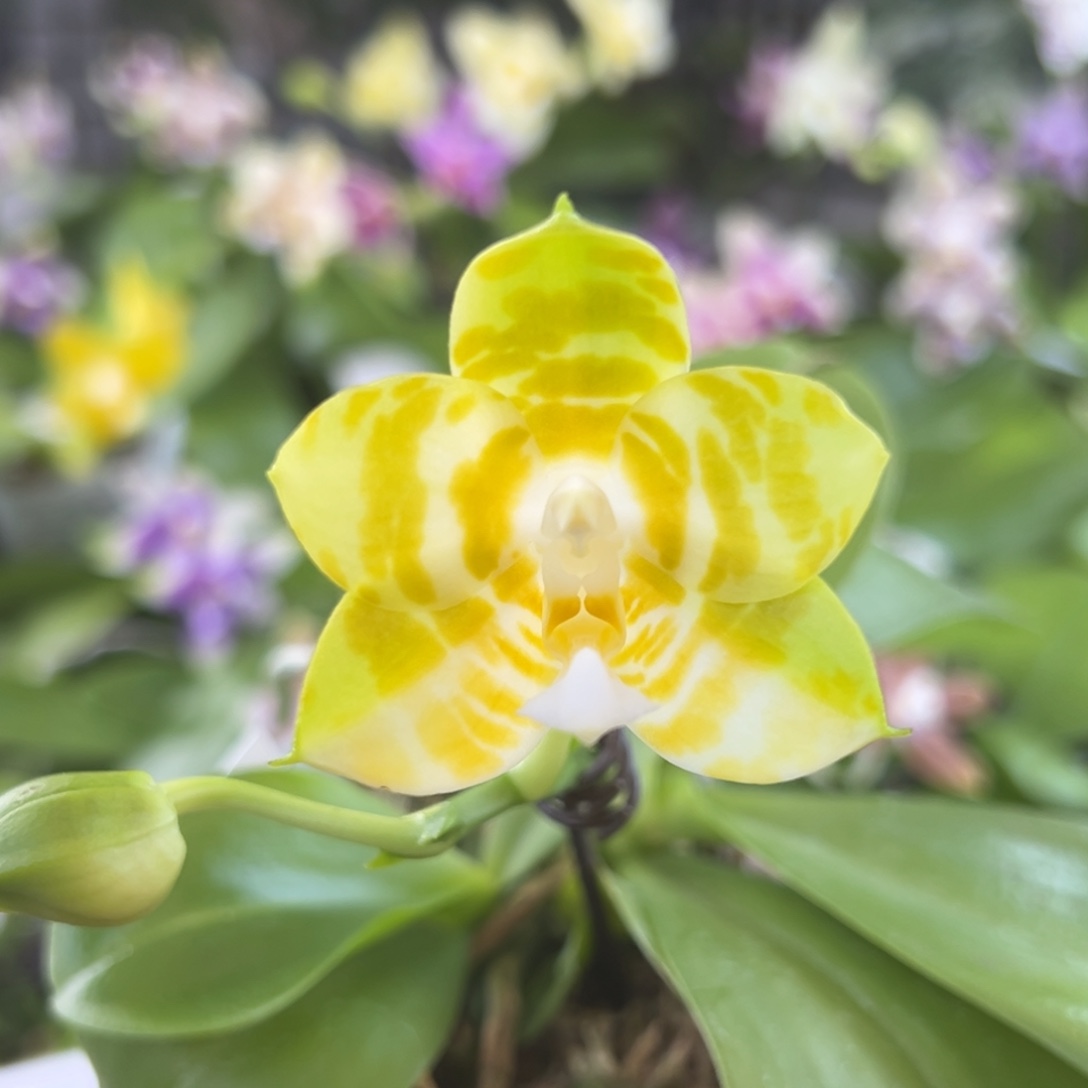 完全开放13号开花株，138