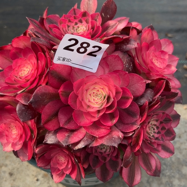 282荔枝18厘米左右