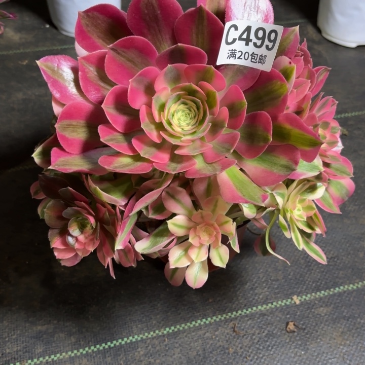 瑞妈一物一拍499