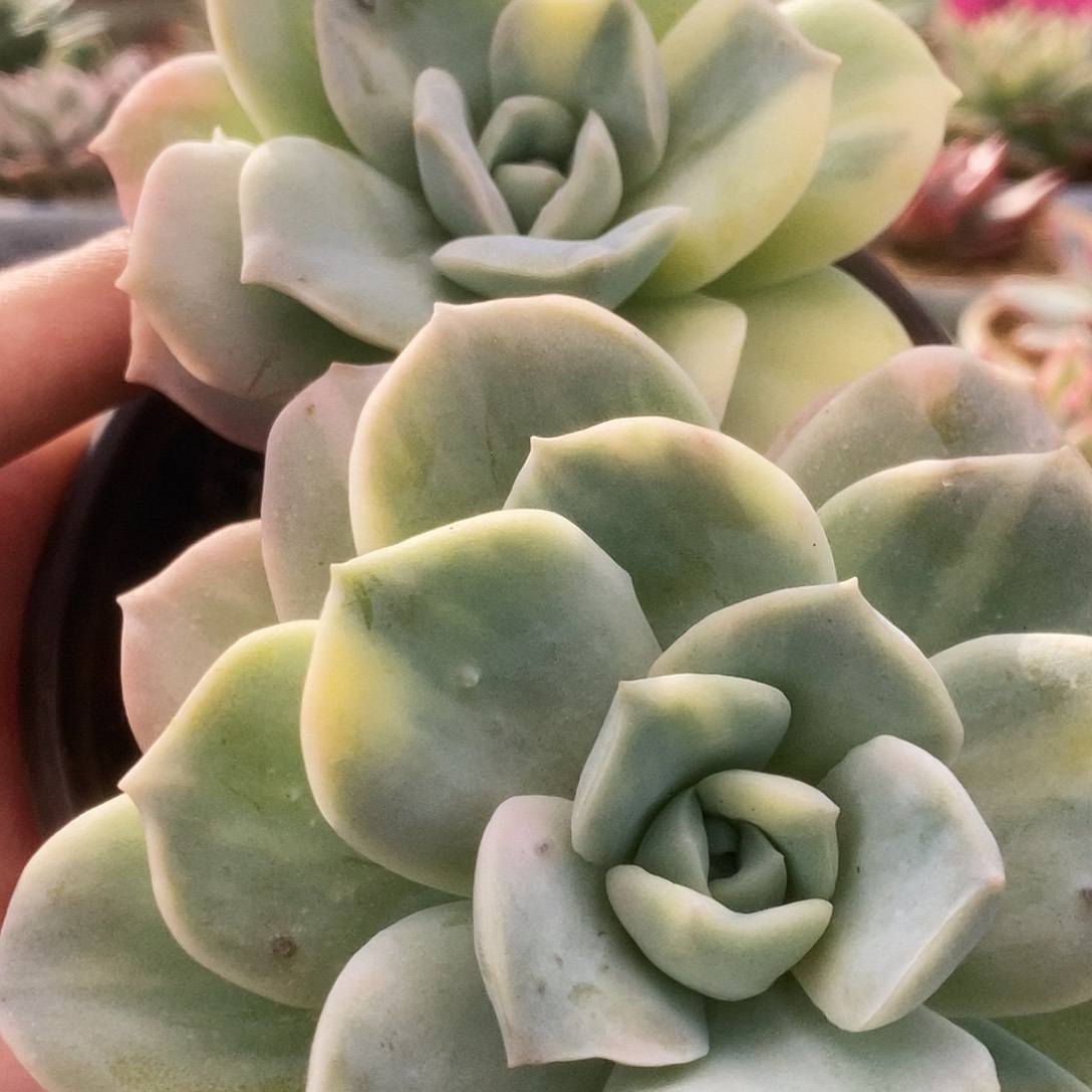 142可爱玫瑰锦锦锦锦锦锦