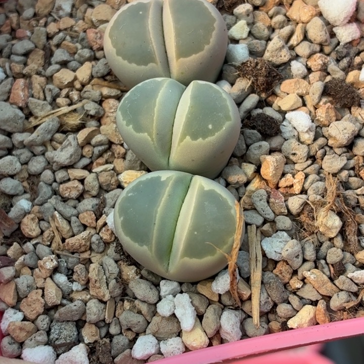 532c55橄榄三颗1.7+