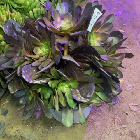 黑铜壶多肉植物4794