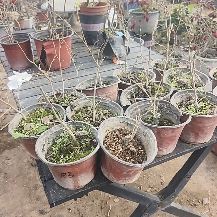 完全开放老鸦柿母