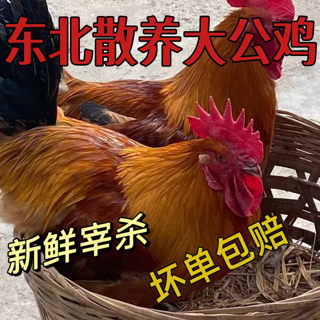 纯正东北溜达鸡公鸡现宰现杀两只赠送一斤笨鸡胗【顺丰包邮】.