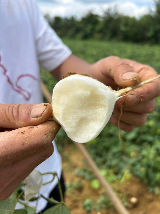 贵州山地新鲜凉薯地瓜白瓜土瓜沙葛生态地