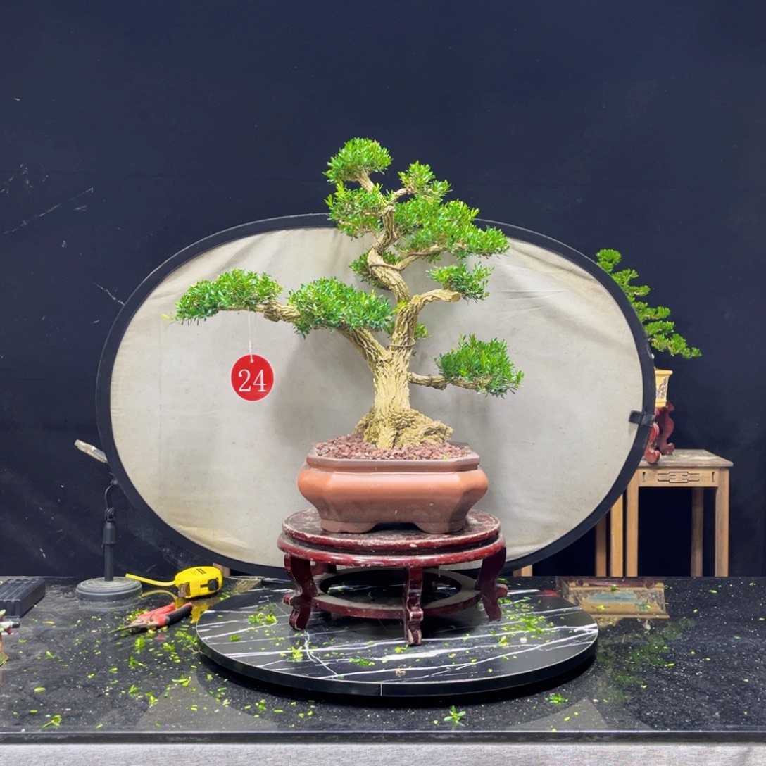 零***度完全开放黄杨盆景