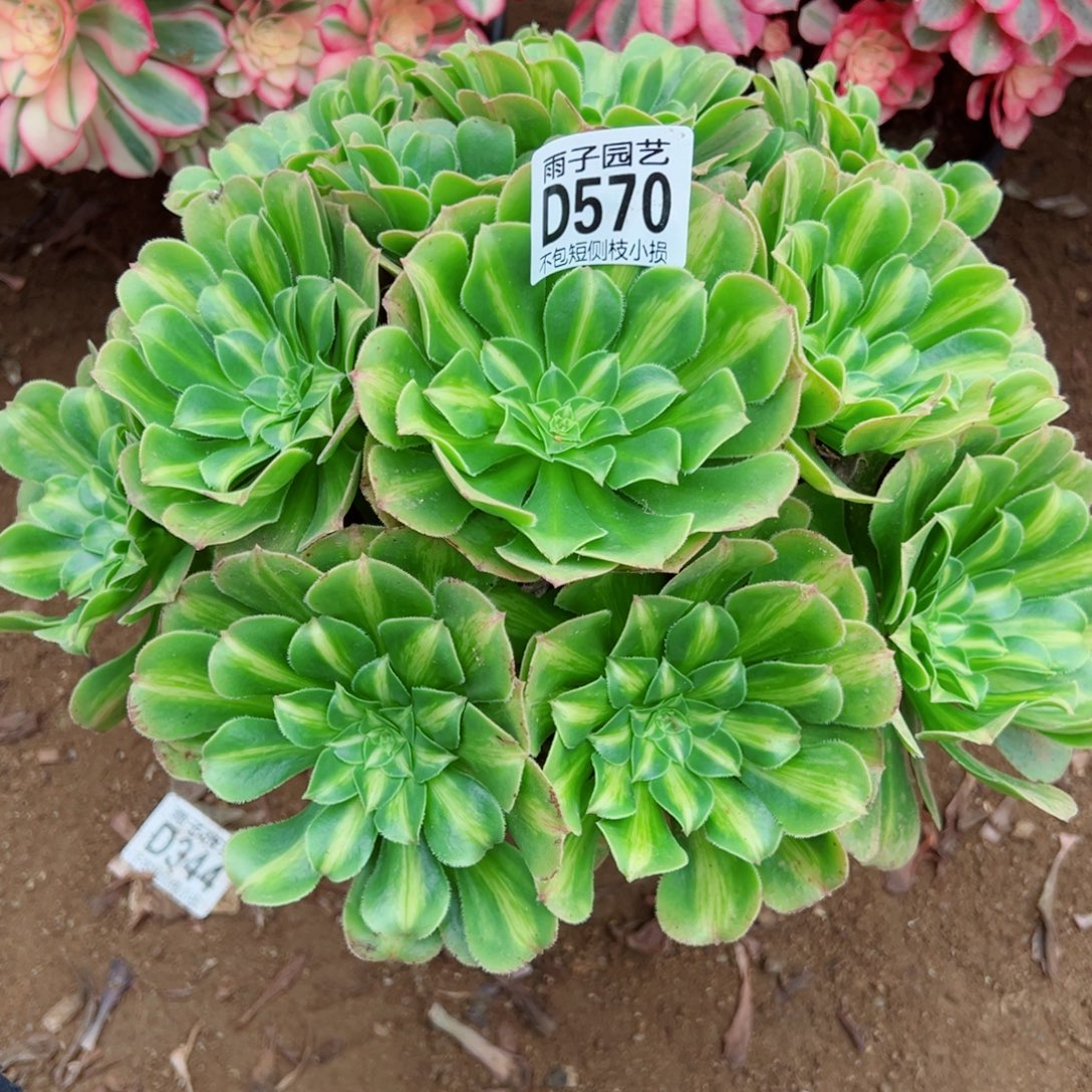 570翡翠琉璃雨子多肉植物