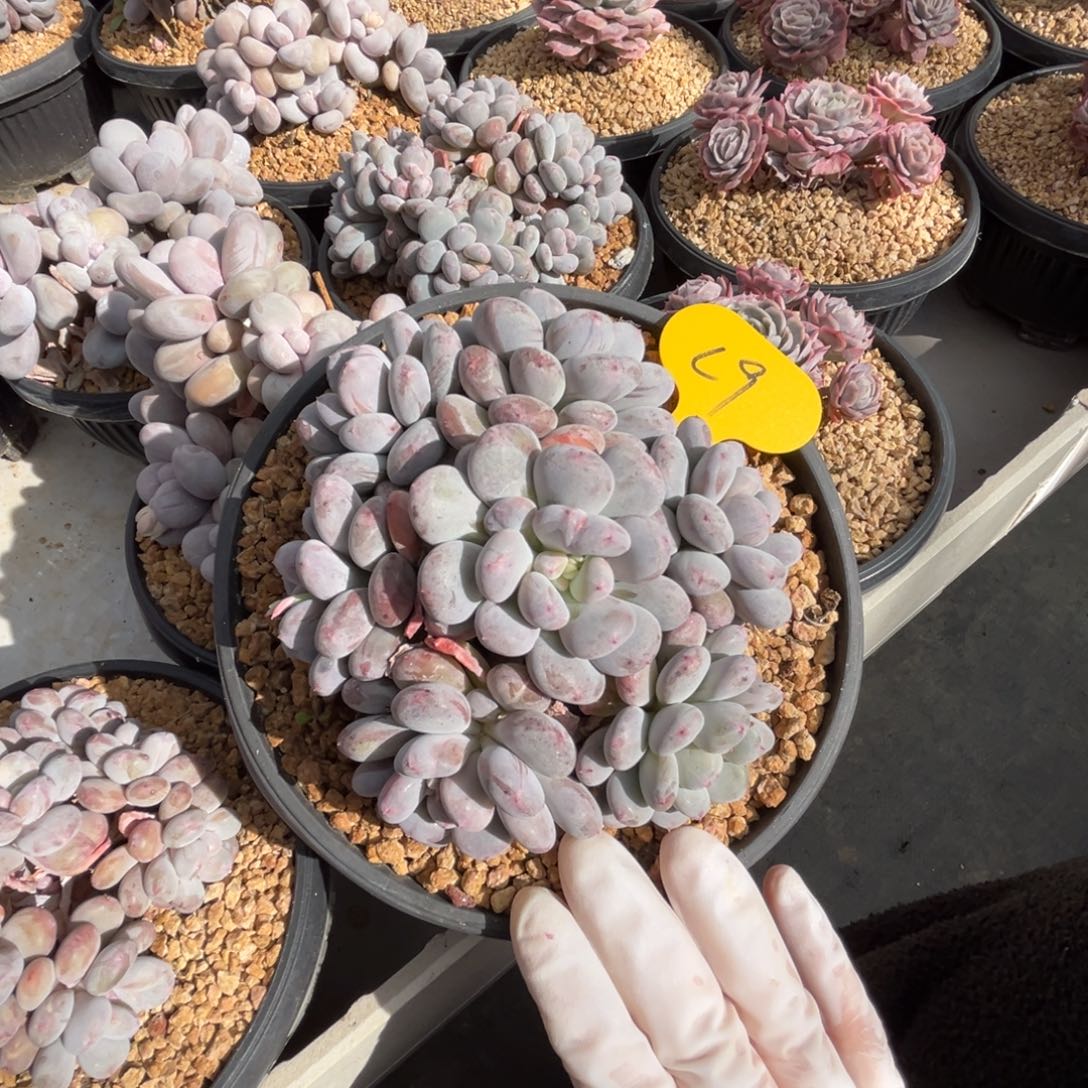 c9香香雪群生呀呀呀呀