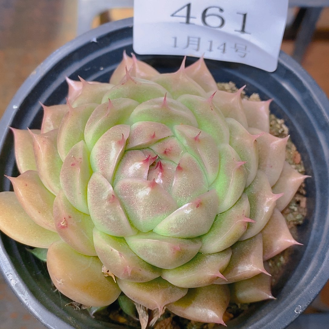 【闪购商品】云461