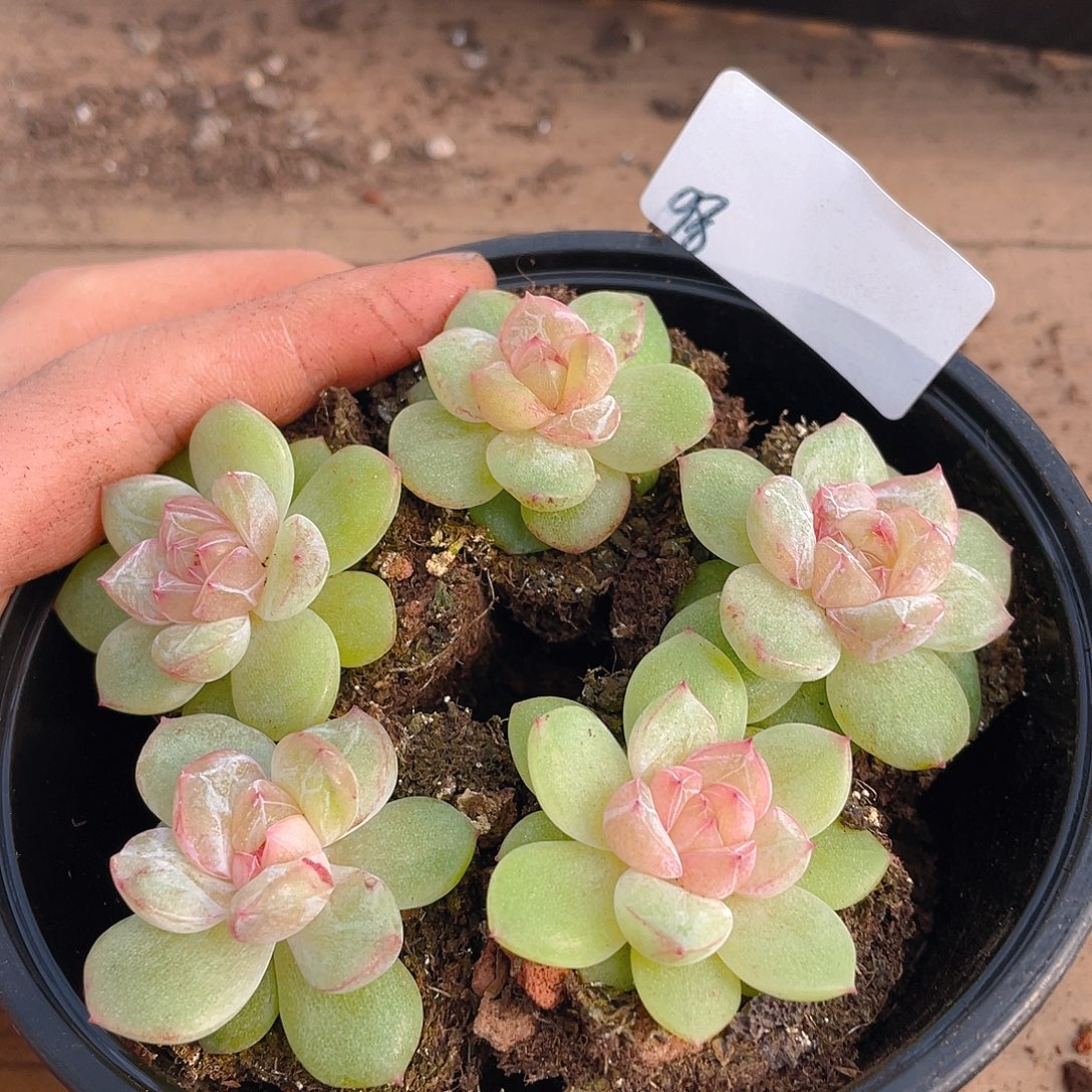 多肉植物多肉植物98