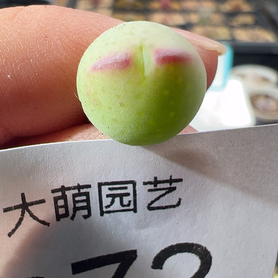 一物一拍。正版白花大枪272