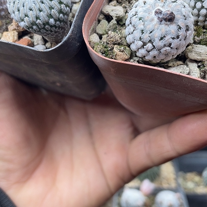 两颗专拍带盆发货