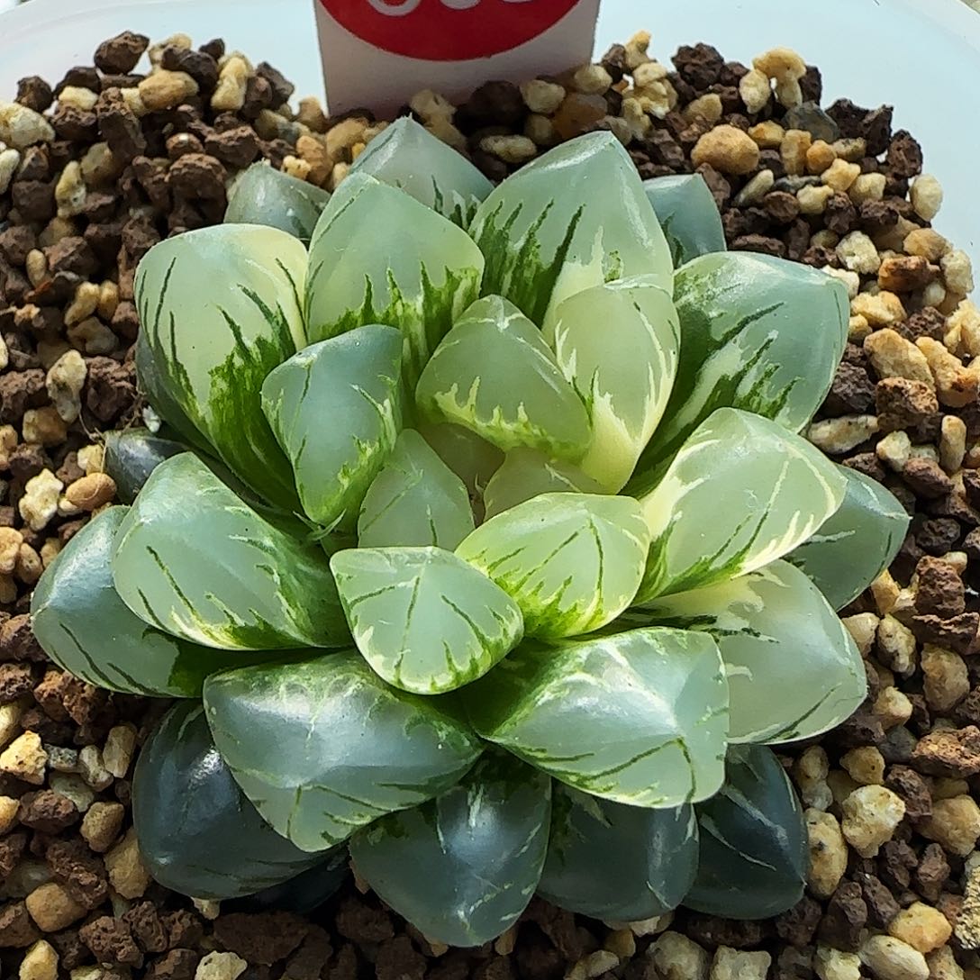 603号非组北极之光锦5.6左右一物一拍带盆土