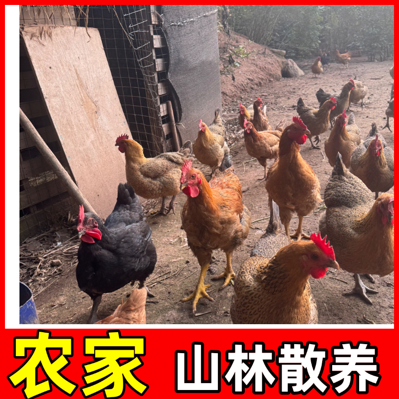 [直播现场宰杀]以现场称重为准 散养土鸡跑山鸡纯粮喂养早9点直播