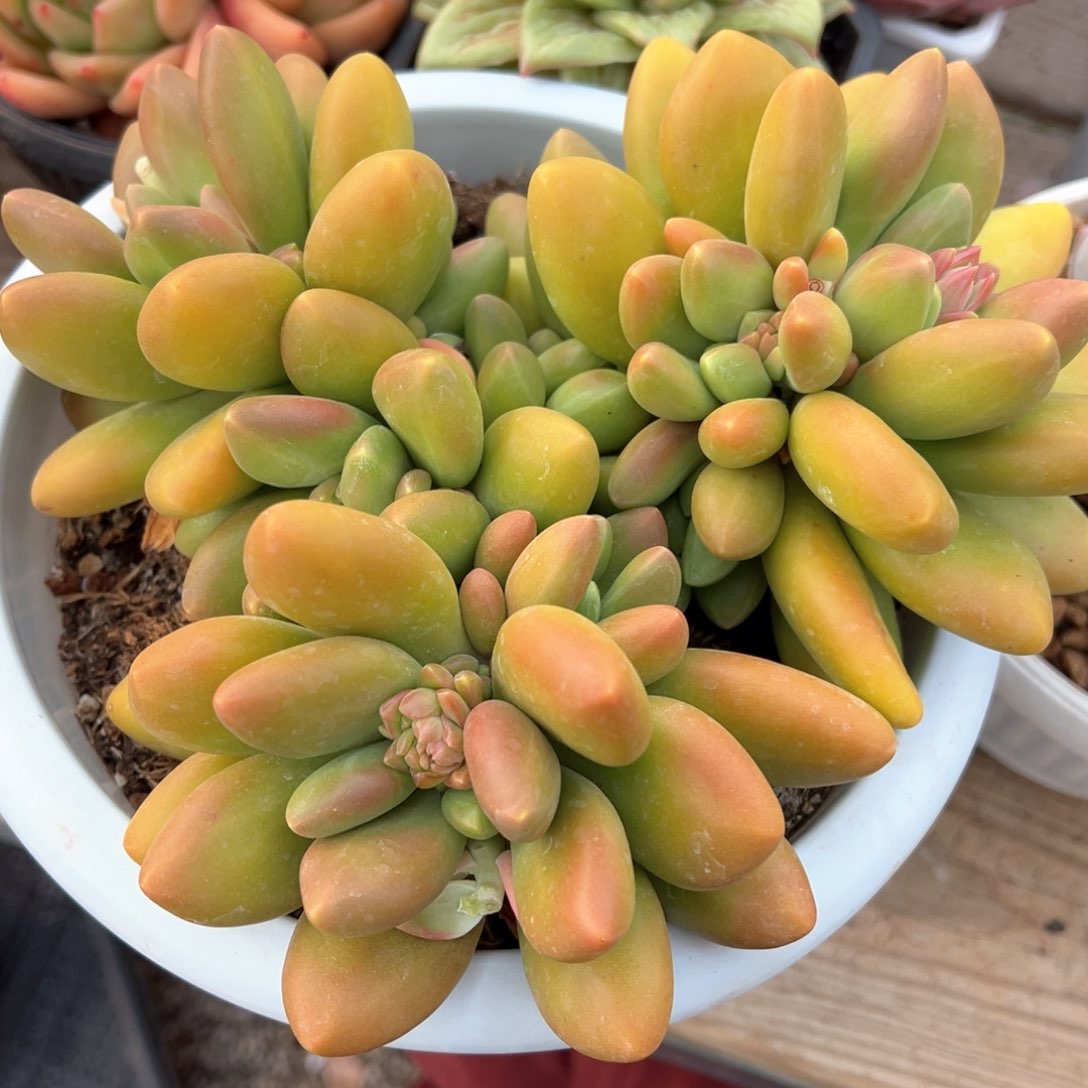 芒果奶潜力股多肉植物