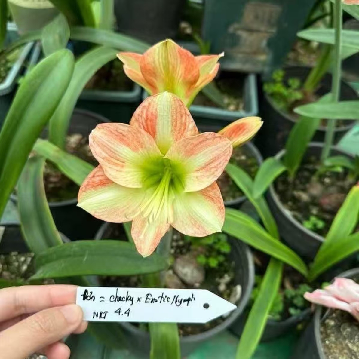 S孤挺花园 Kim 02（脸蛋后代 小圆脸）（自取名字）裸球