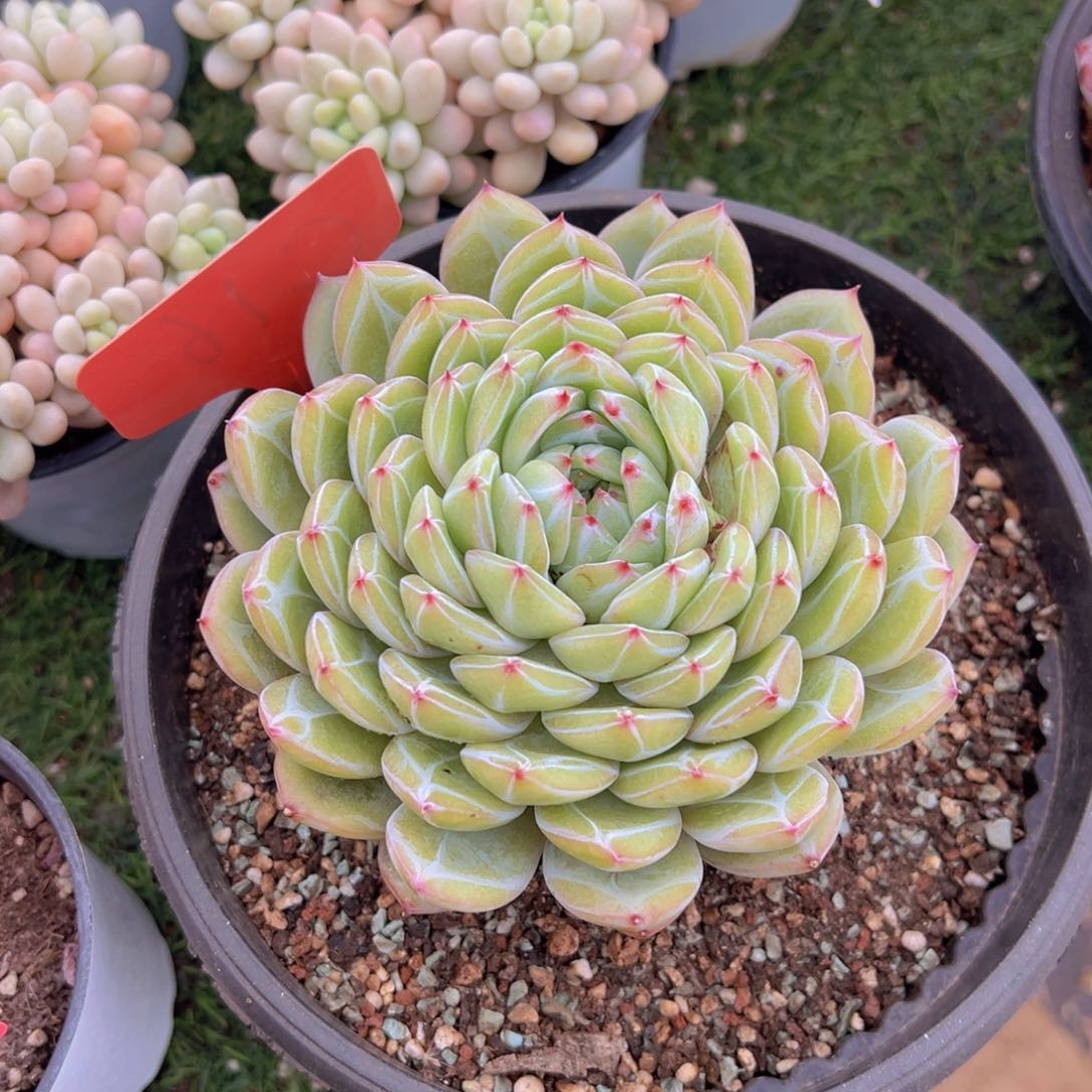 香玉的故事是一个人的故事吗