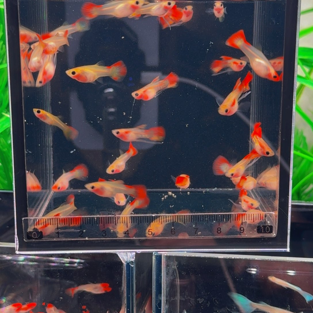 孔雀鱼皇家落日琉璃玻璃猫，缎带大c公，普通母，1对装