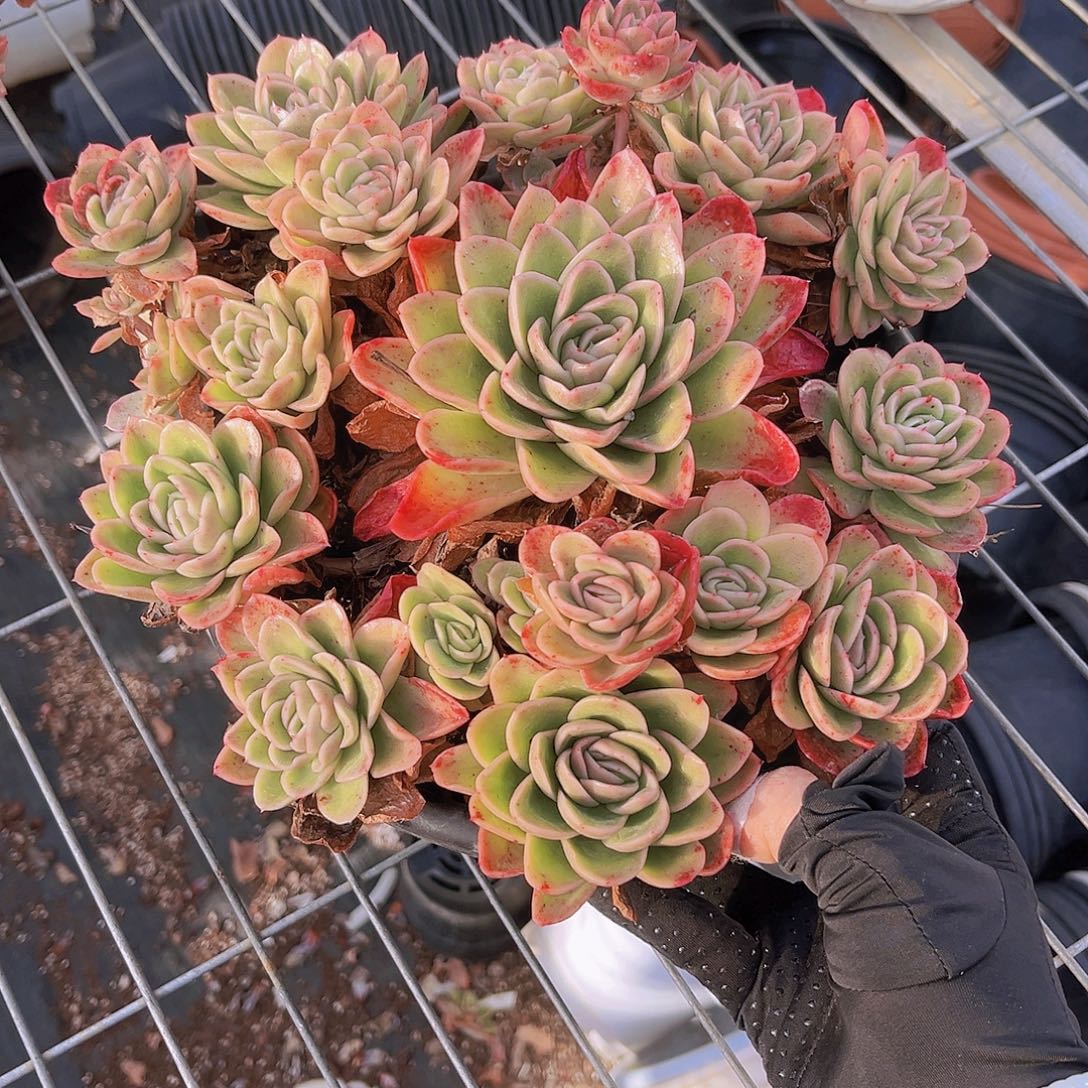 弥***资玉杯东云999999888