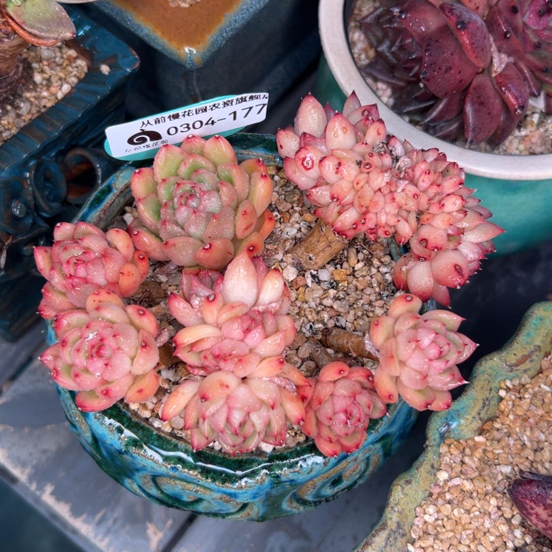 多肉一物一拍0304-177