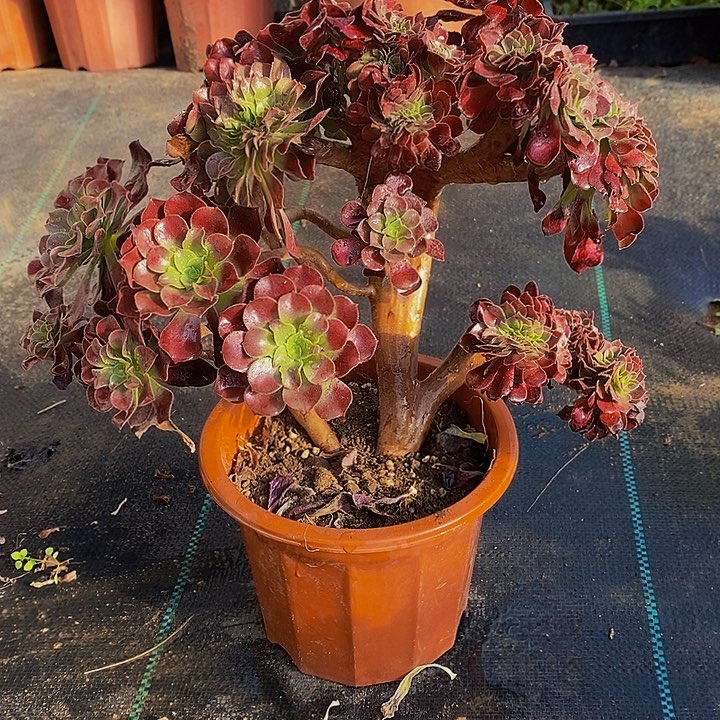 多肉植物保护研究所