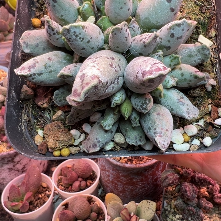 黄***黄      吉祥如意的一天从