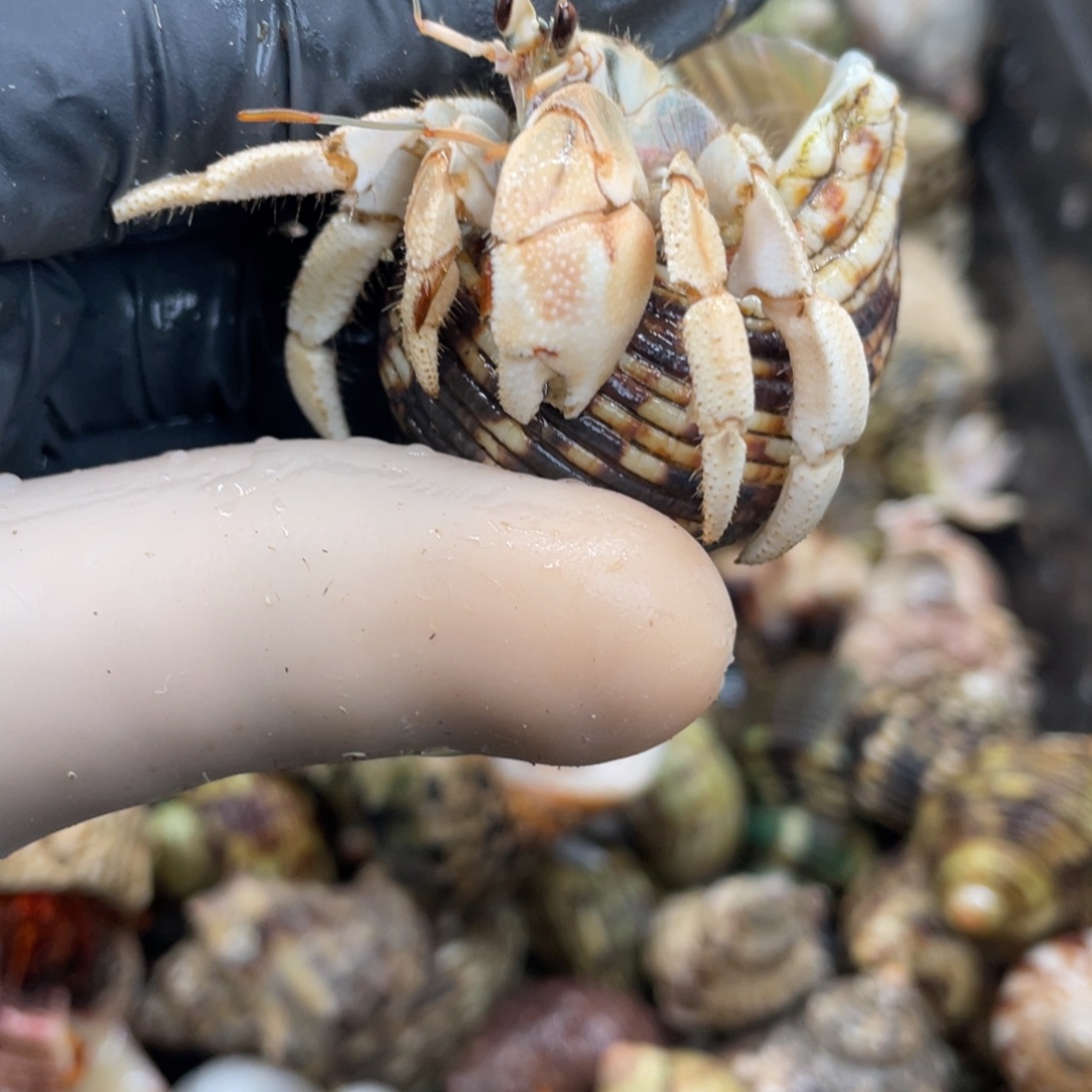 不退不换活体宠物87