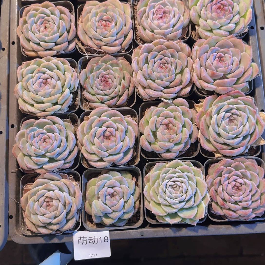 直播一物一拍多肉18