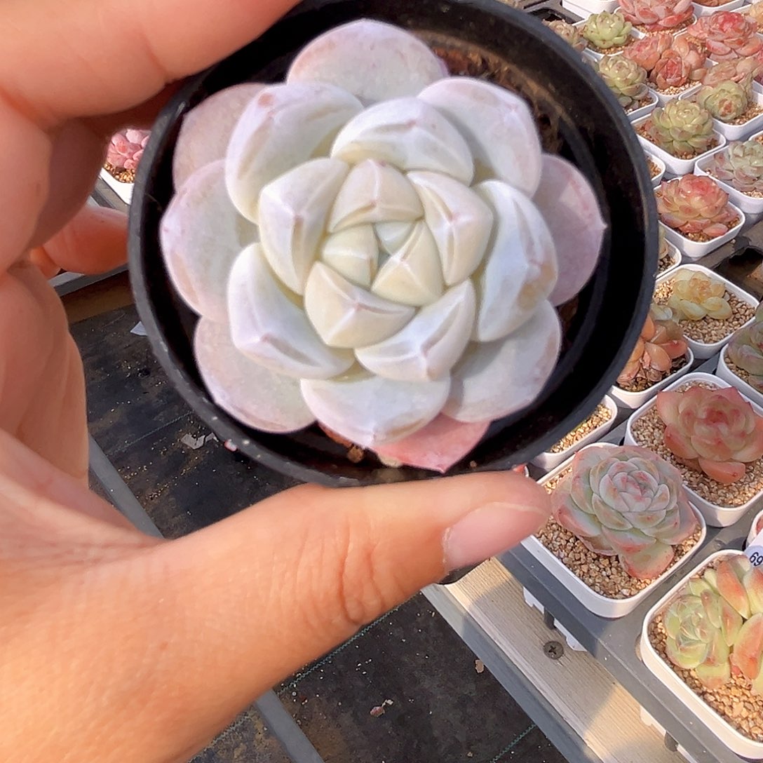 潇***流632  冰雕珍妮满18包邮