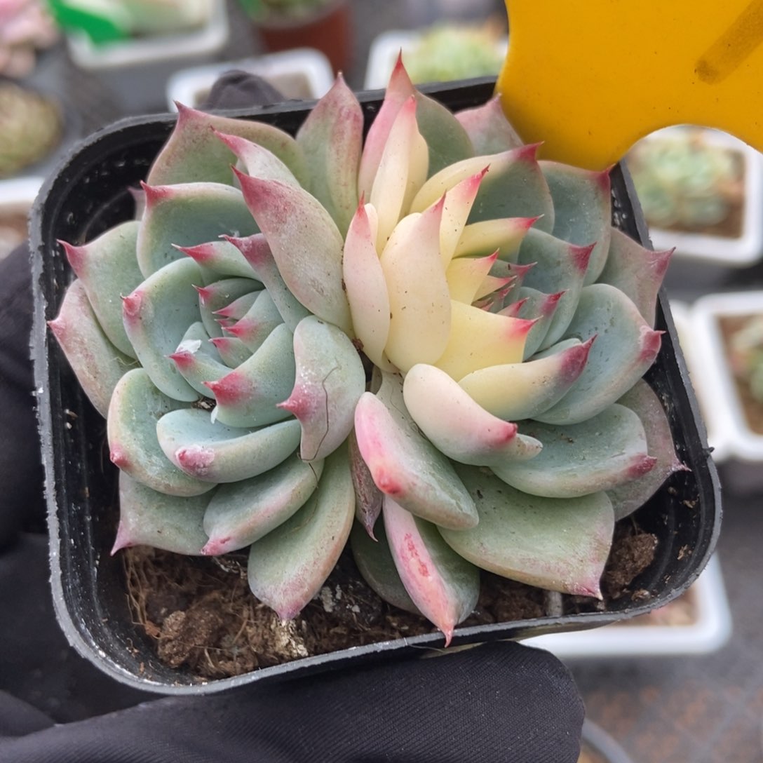 581吉娃娃锦多肉植物