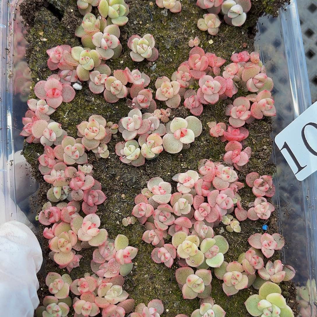 蔚***一多肉植物多肉植物1073