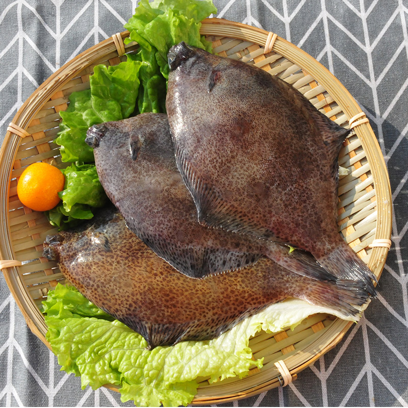 鲜冻大鼓眼鱼 木叶鲽