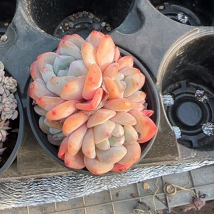 青蛙王子儿童牙膏111