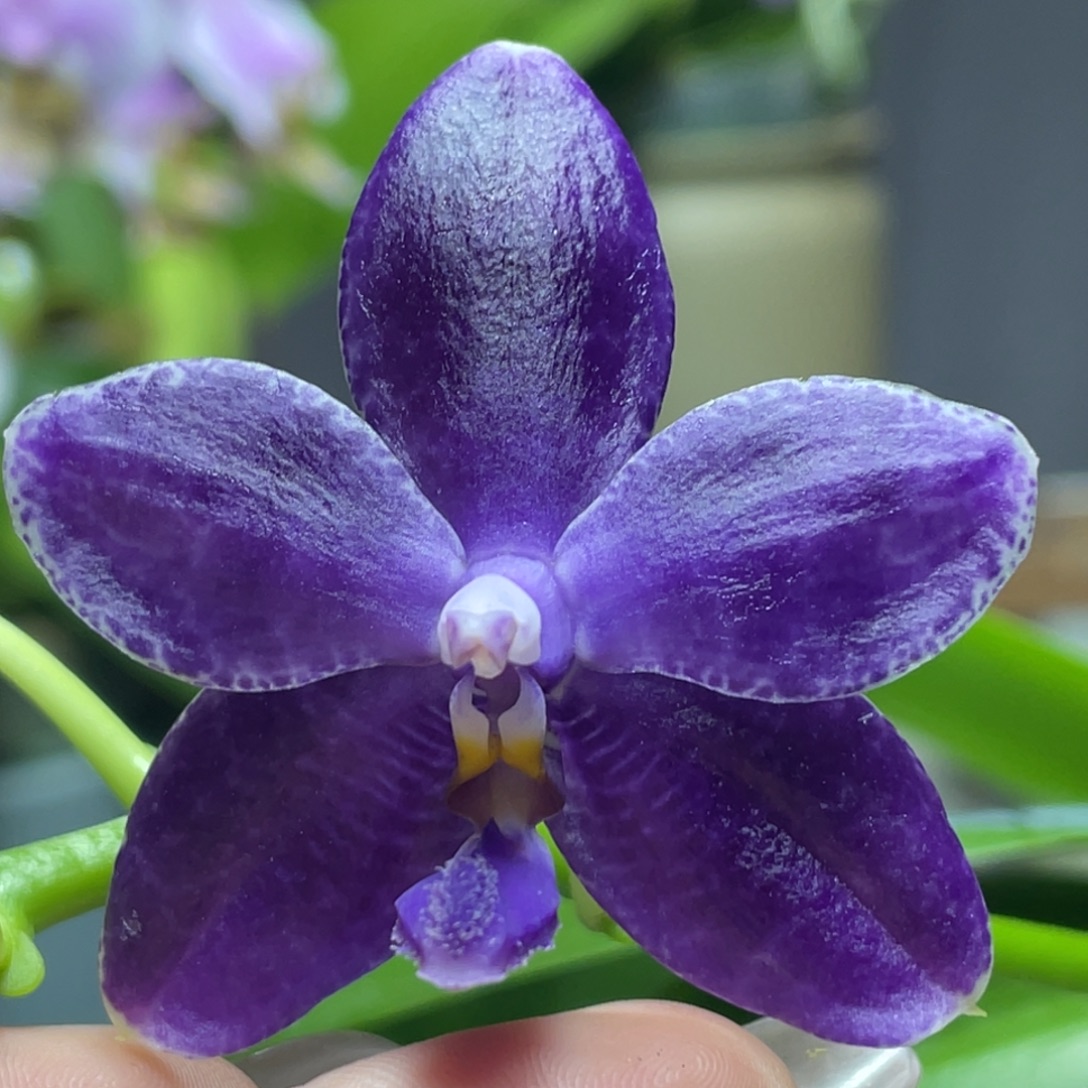 大部分开放少量花苞